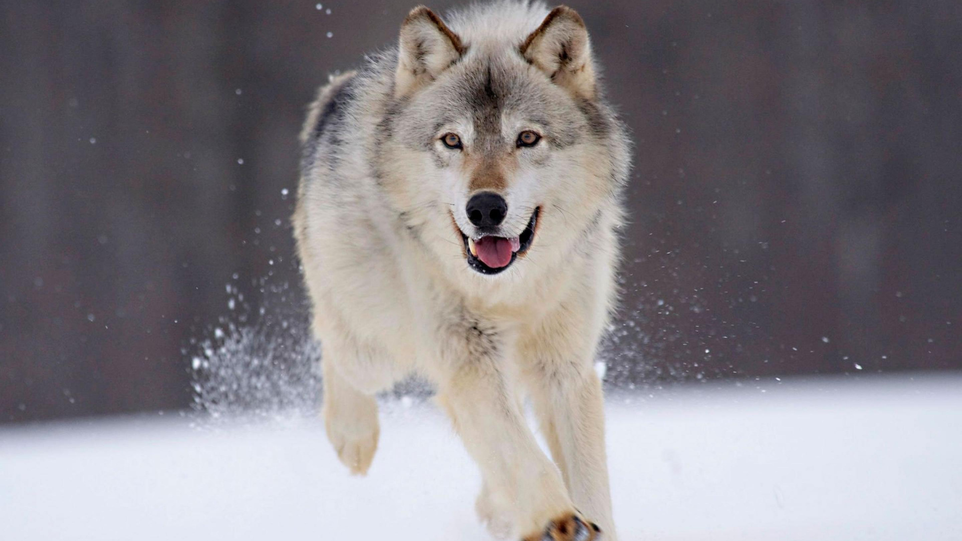 Обои арктический волк, пес, Псовые, гренландская собака, собака породы в разрешении 1920x1080