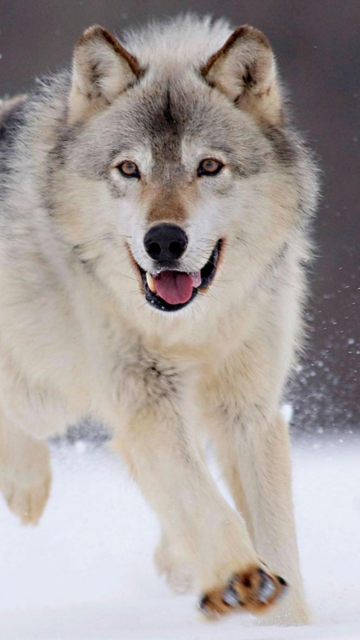 Обои арктический волк, пес, Псовые, гренландская собака, собака породы в разрешении 720x1280