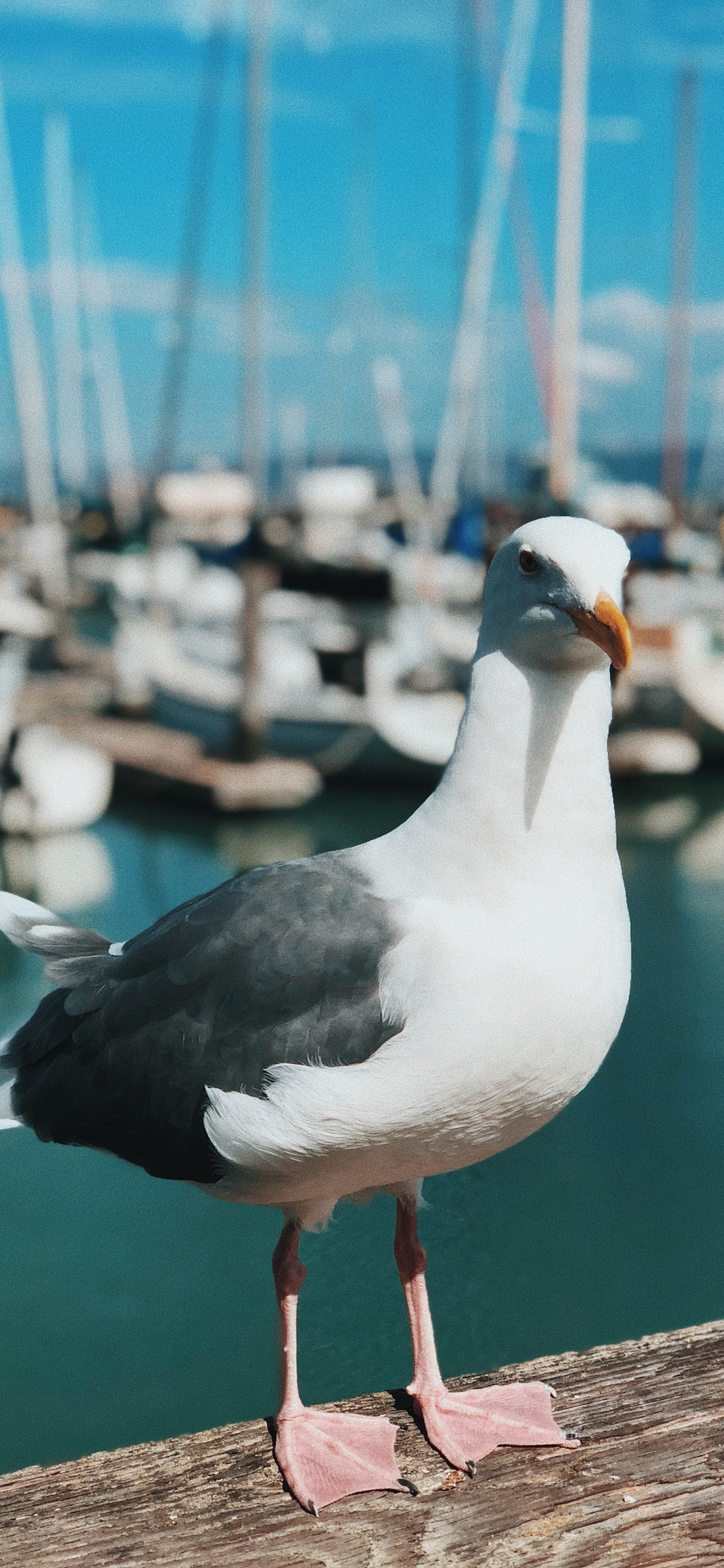 Обои вода, Чайка, большие черные клуш, лари, птица в разрешении 1125x2436