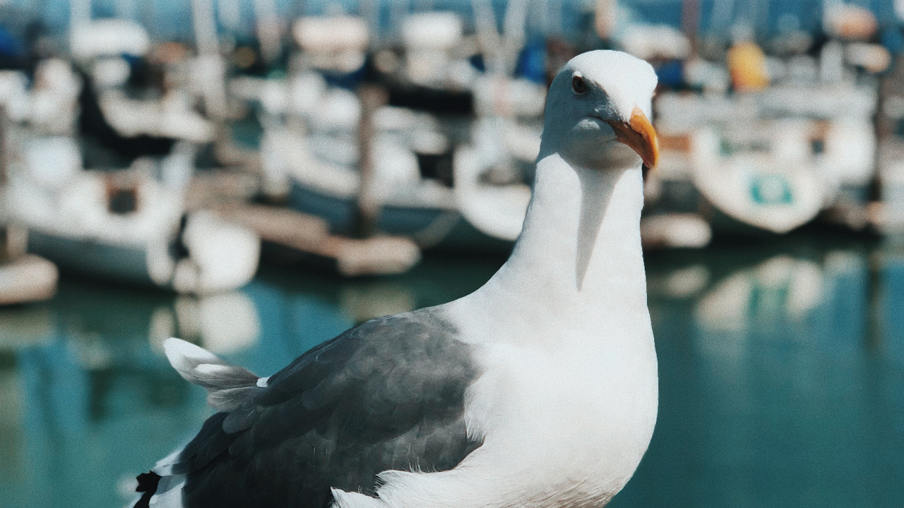 Обои вода, Чайка, большие черные клуш, лари, птица в разрешении 1280x720