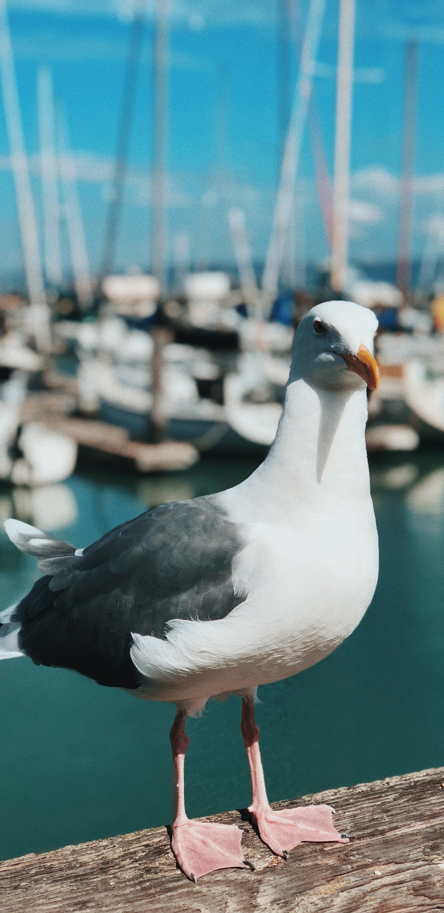 Обои вода, Чайка, большие черные клуш, лари, птица в разрешении 1440x2960