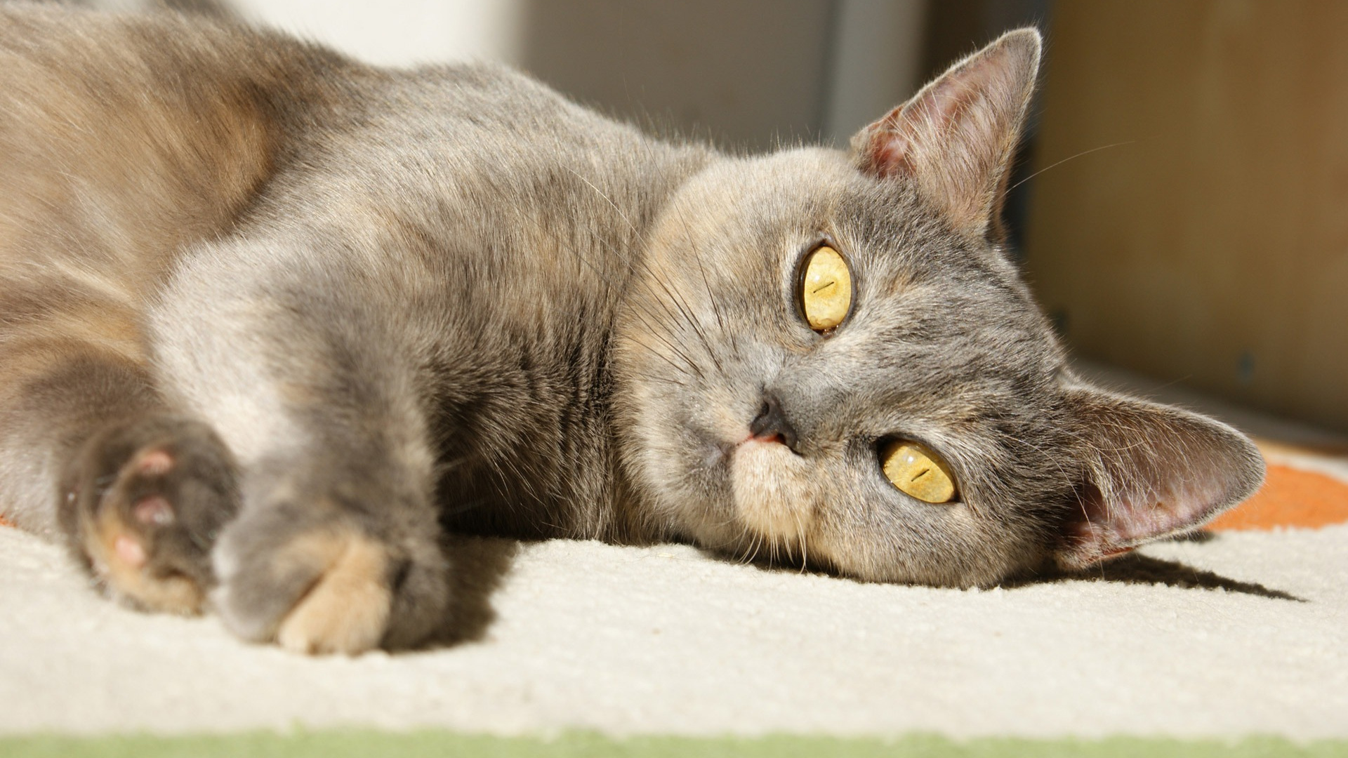 Обои кот, европейская короткошерстная, британская короткошерстная, шартрез, бакенбарды в разрешении 1920x1080