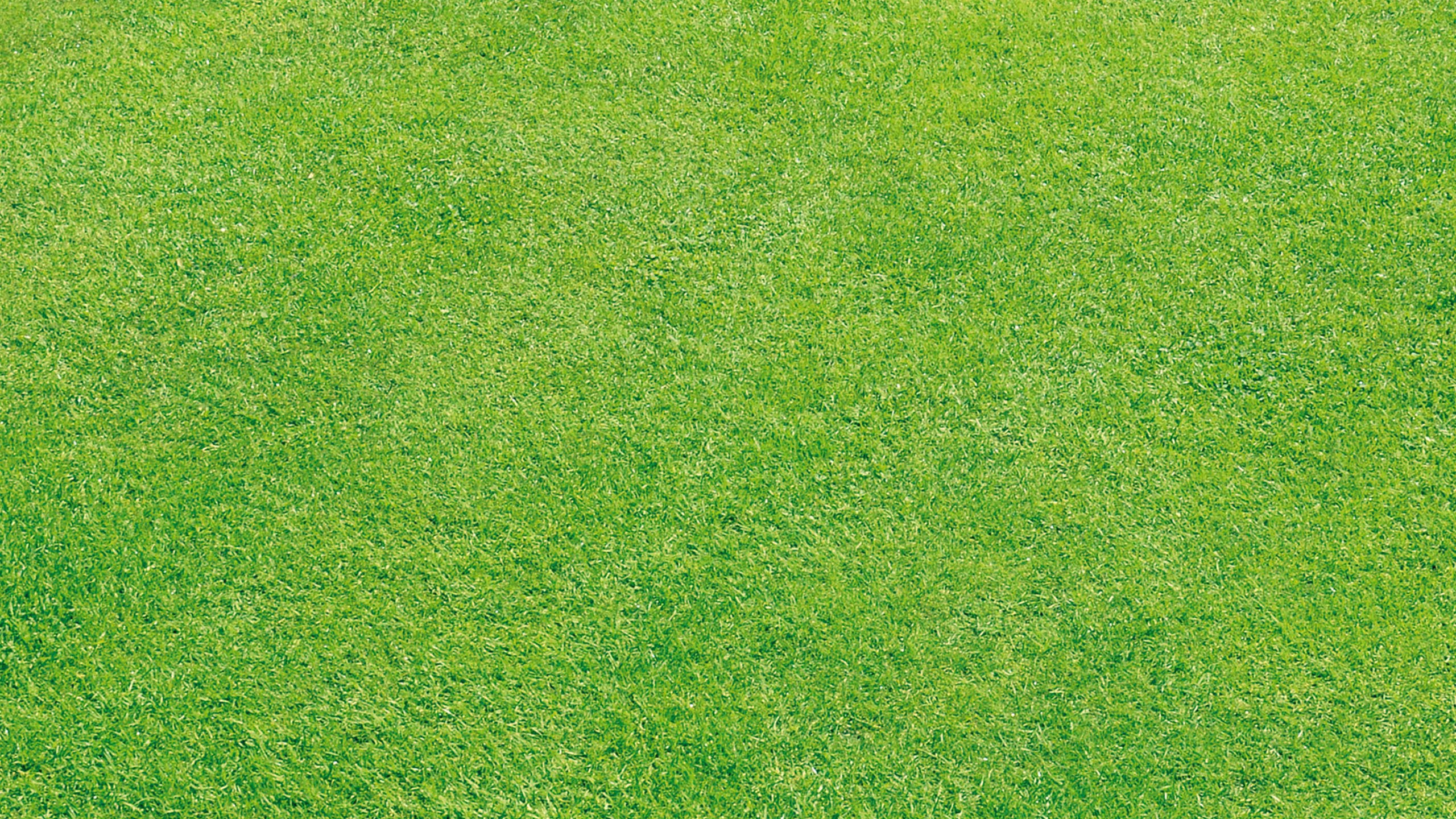 Обои сенокосное угодье, зеленый, газон, искусственное покрытие, луг в разрешении 2560x1440