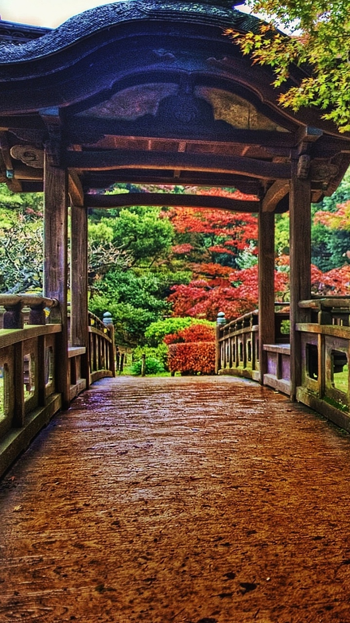 Обои Япония, природа, дерево, лист, осень в разрешении 720x1280