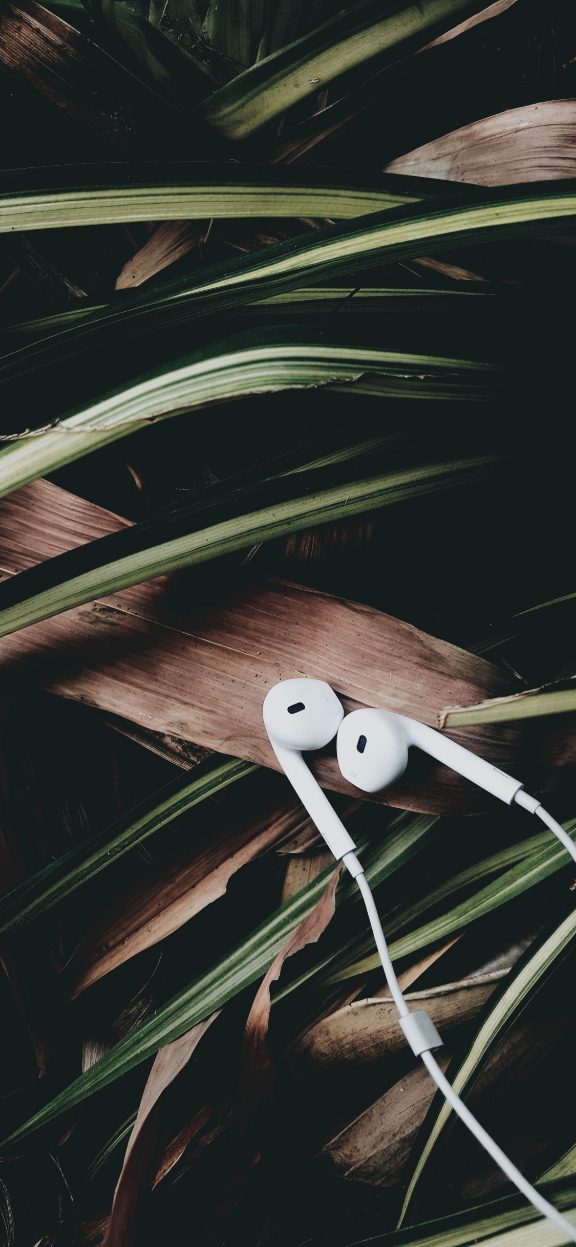 Обои растение, видео, древесина, хештег, телевидение в разрешении 1125x2436