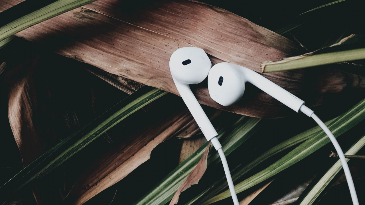 Обои растение, видео, древесина, хештег, телевидение в разрешении 1280x720