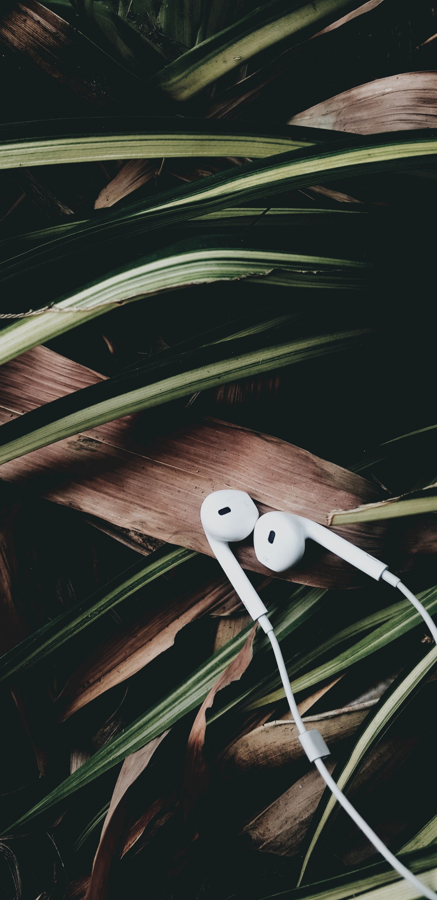 Обои растение, видео, древесина, хештег, телевидение в разрешении 1440x2960