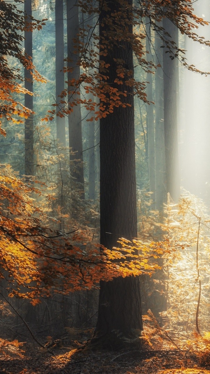 Обои пейзаж, дерево, лес, природа, лесистая местность в разрешении 720x1280