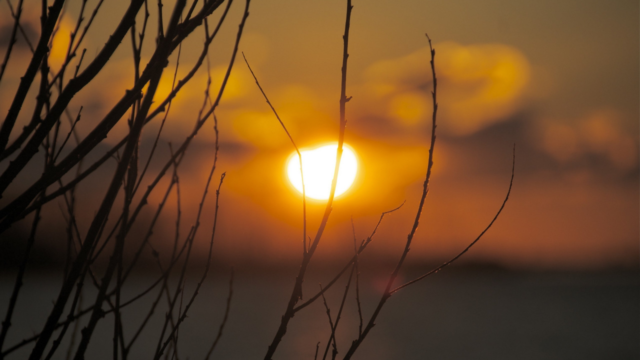 Обои ветвь, солнце, восход солнца, желтый, утро в разрешении 1280x720