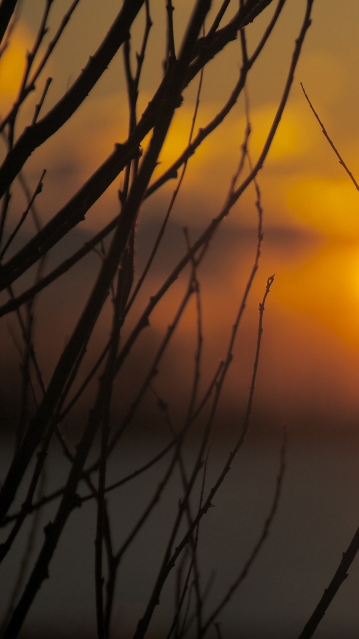 Обои ветвь, солнце, восход солнца, желтый, утро в разрешении 720x1280