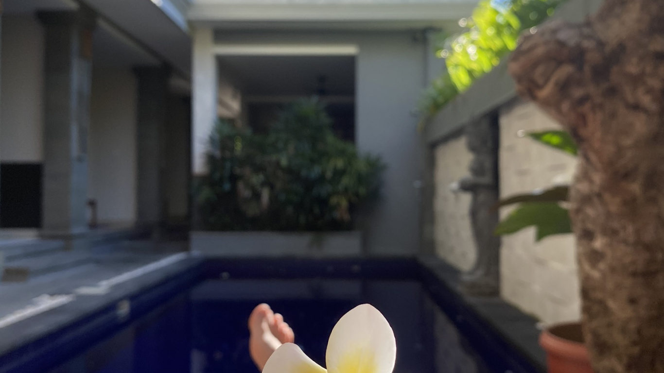 Обои цветок, лепесток, свойство, недвижимость, Хаус в разрешении 1366x768