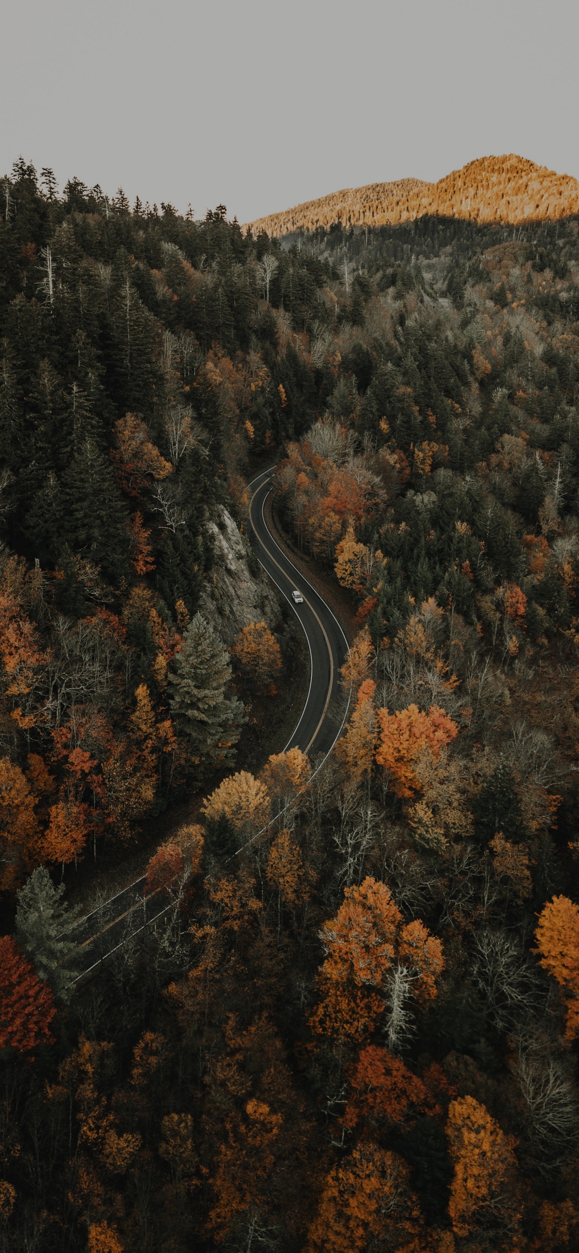 Обои лес, дерево, природа, дикая местность, рок в разрешении 1125x2436