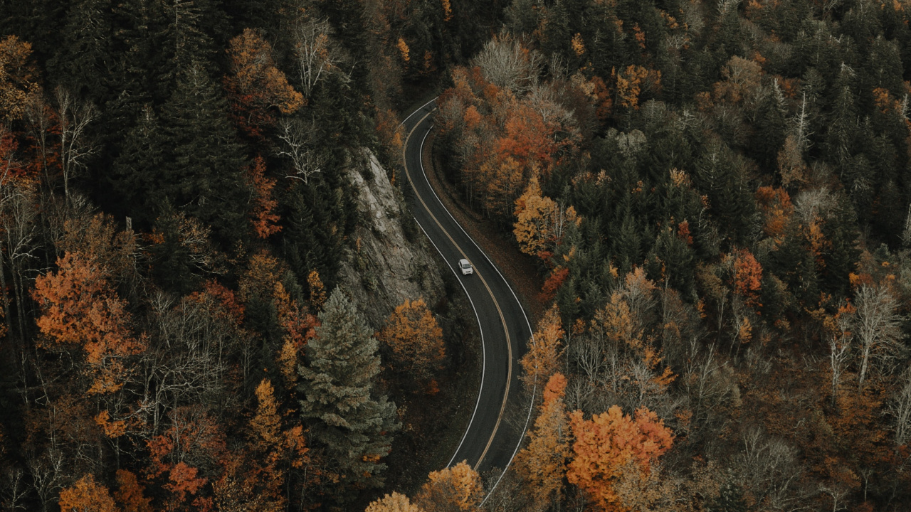 Обои лес, дерево, природа, дикая местность, рок в разрешении 1280x720