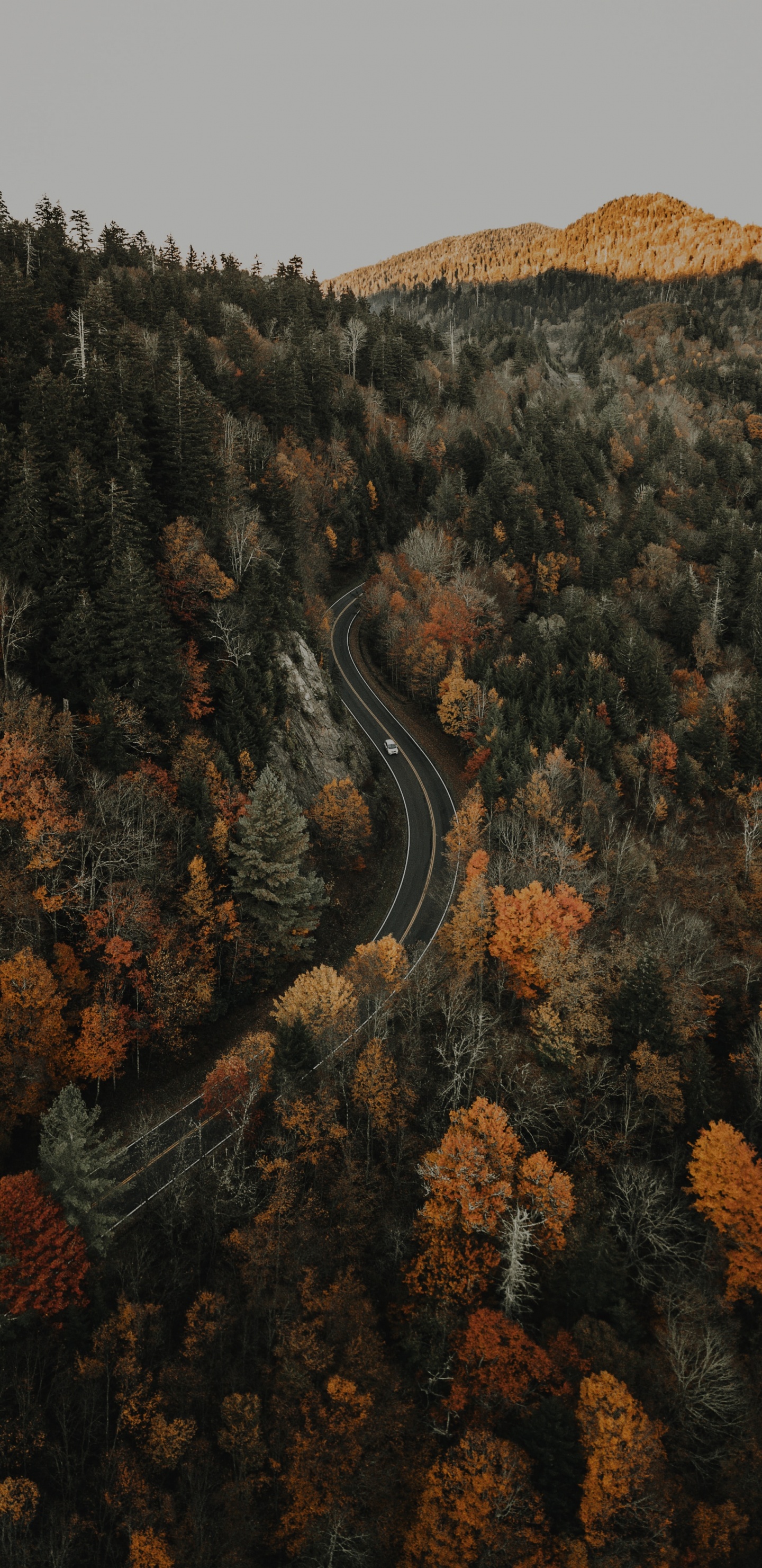 Обои лес, дерево, природа, дикая местность, рок в разрешении 1440x2960