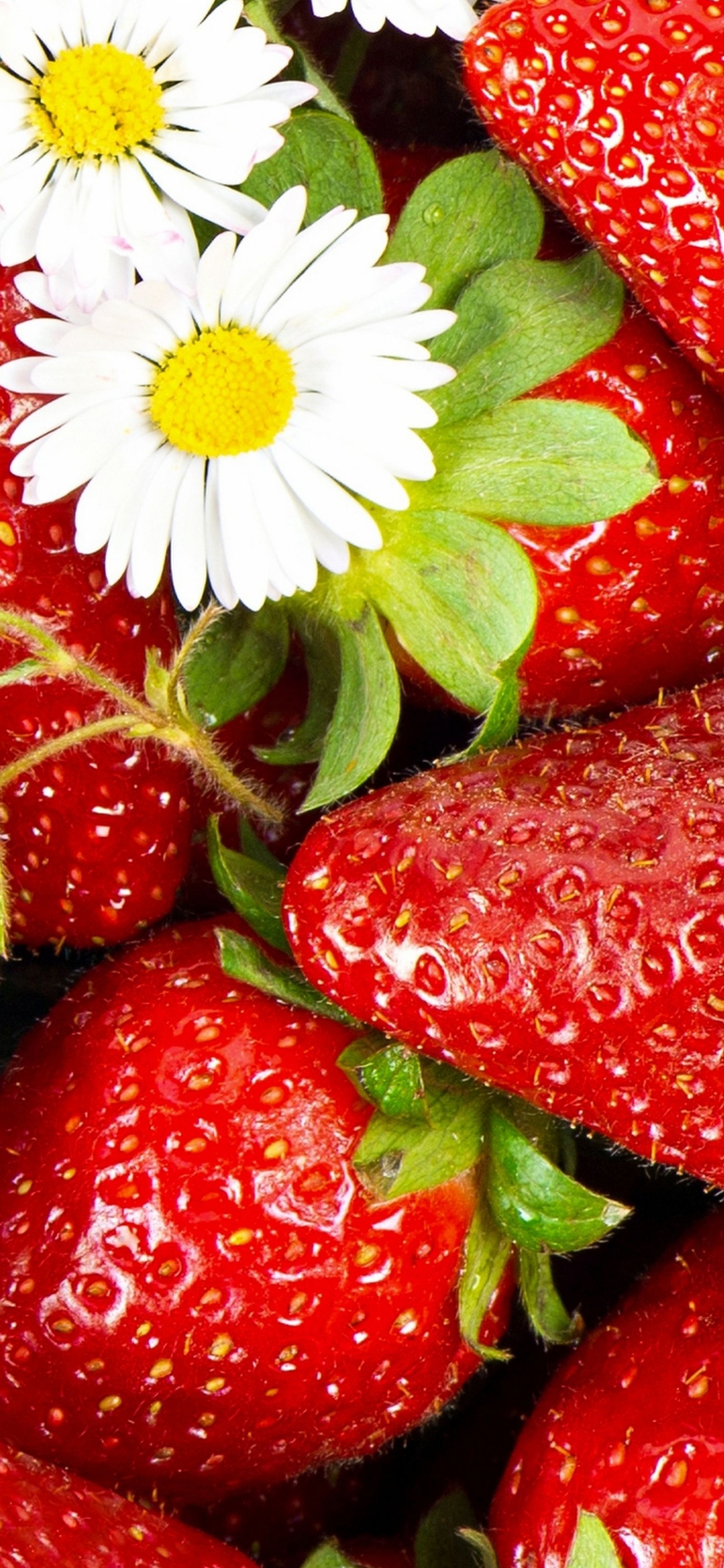 Обои клубника, фрукты, природные продукты, пища, диетическое питание в разрешении 1242x2688