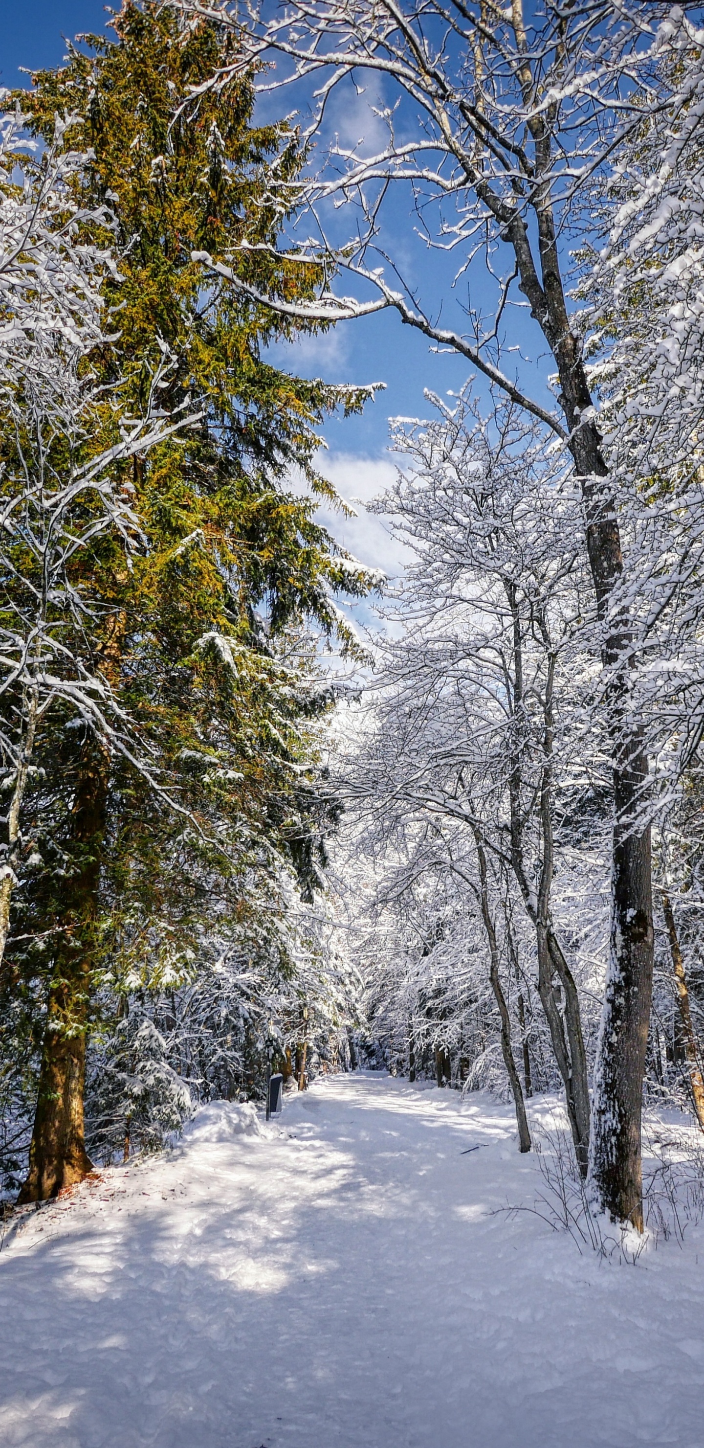 Обои дерево, зима, пейзаж, снег, природный ландшафт в разрешении 1440x2960