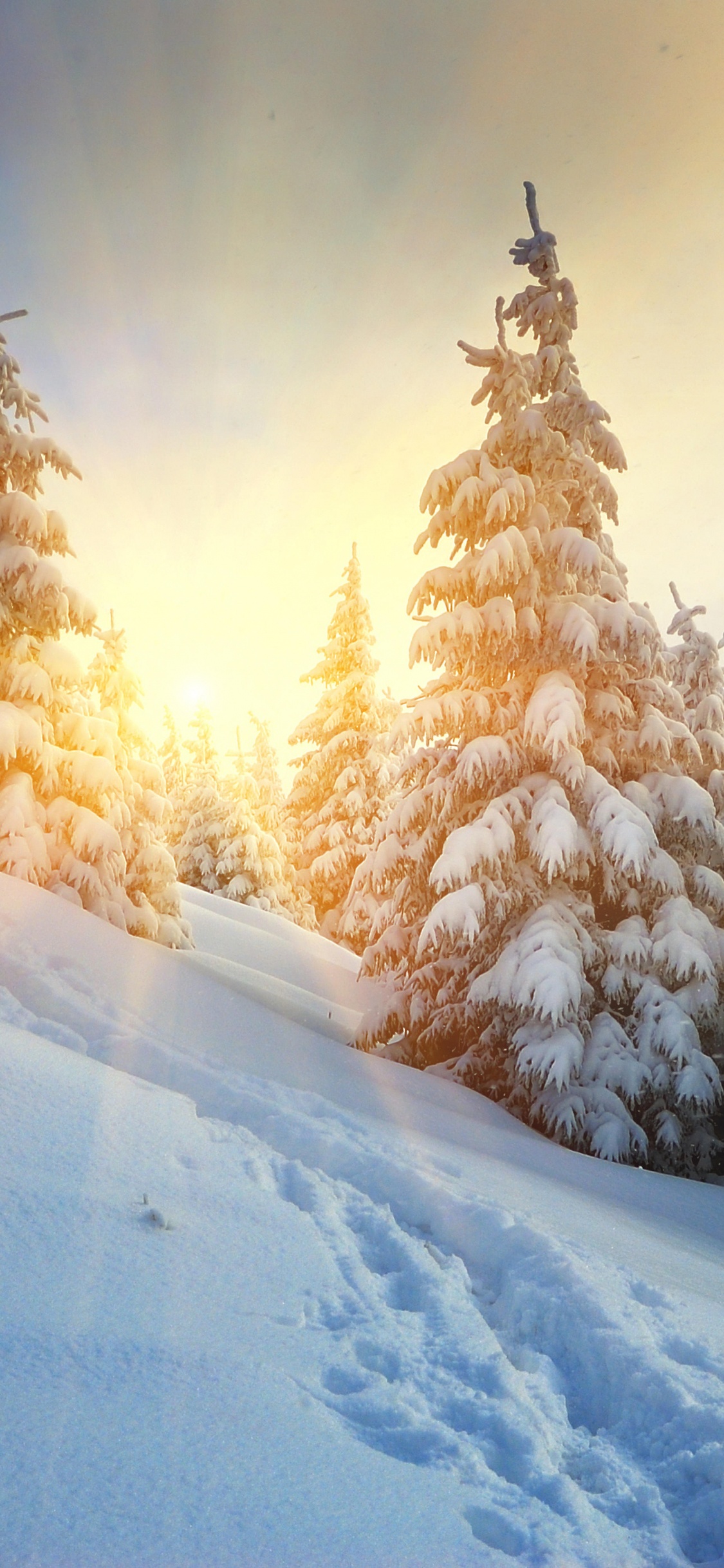 Обои зима, снег, дерево, замораживание, мороз в разрешении 1125x2436