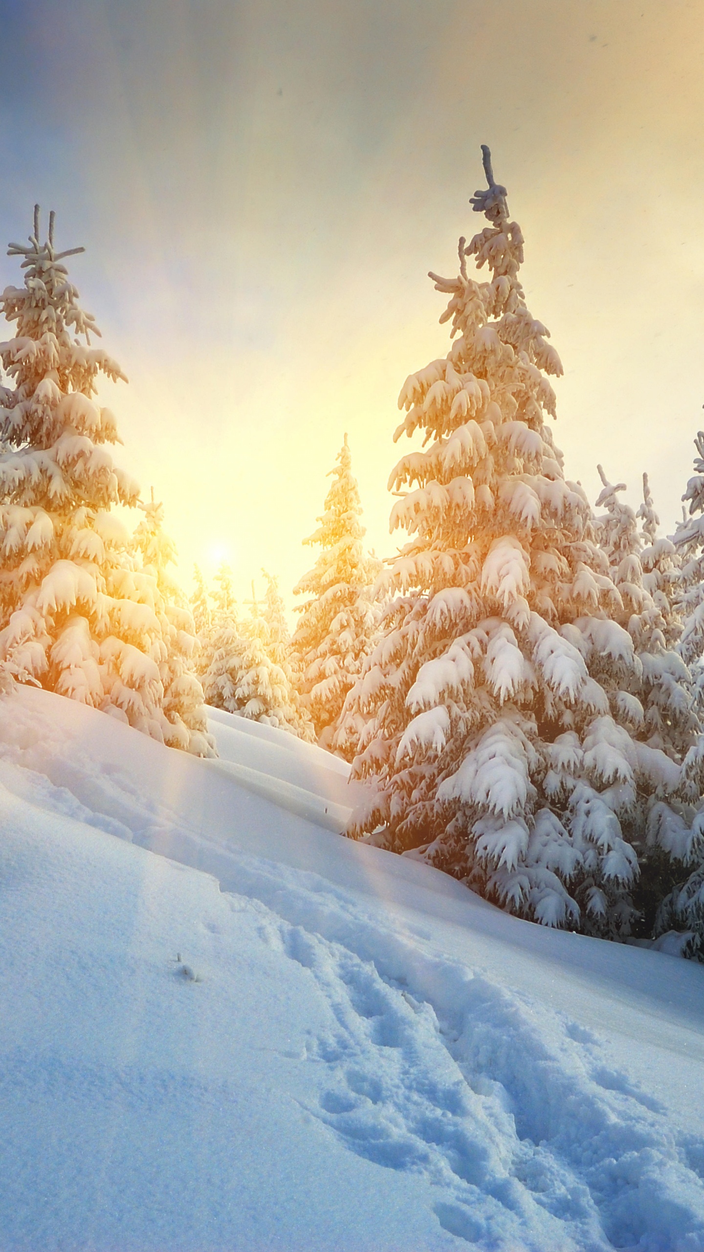 Обои зима, снег, дерево, замораживание, мороз в разрешении 1440x2560
