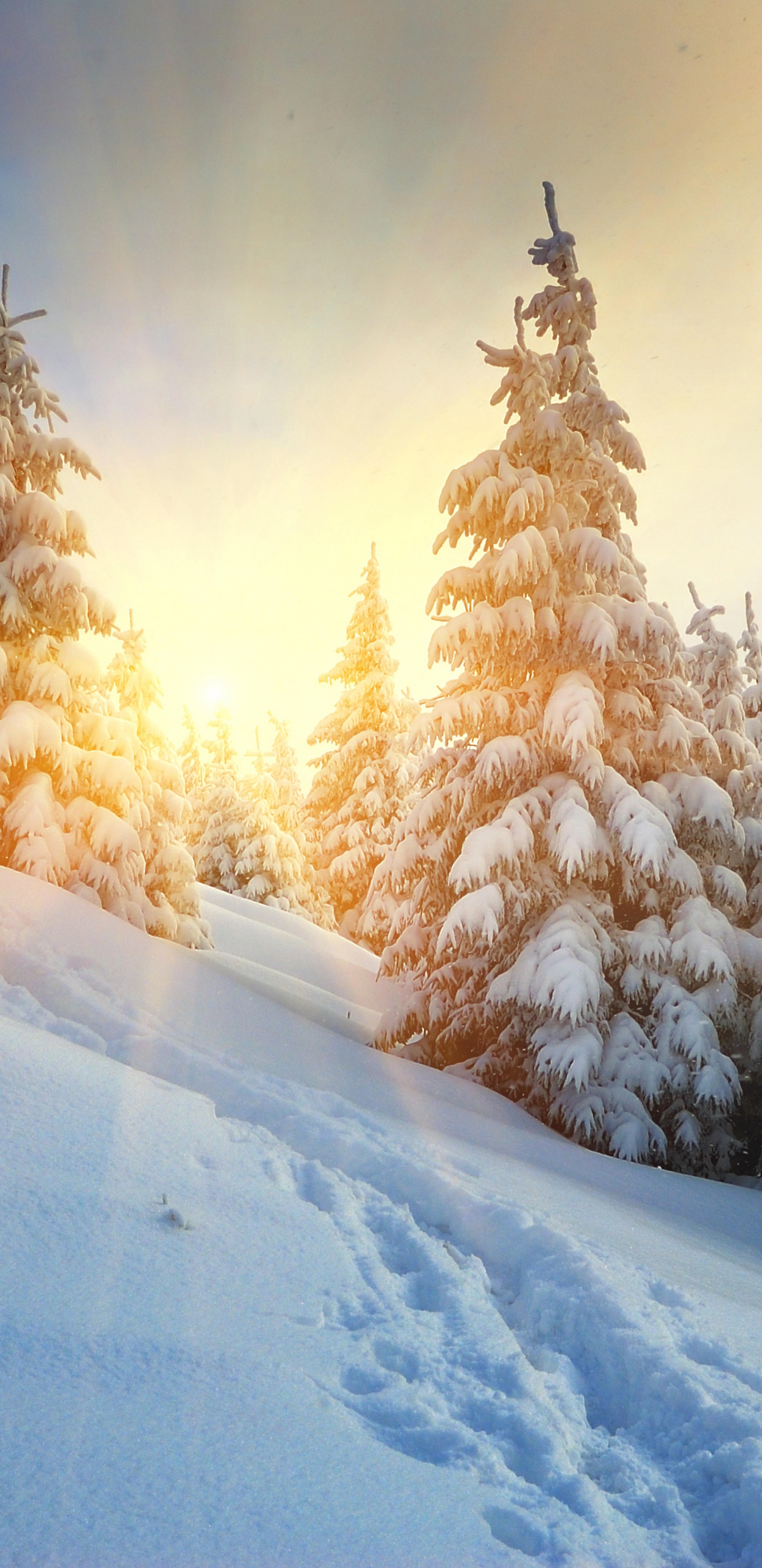 Обои зима, снег, дерево, замораживание, мороз в разрешении 1440x2960