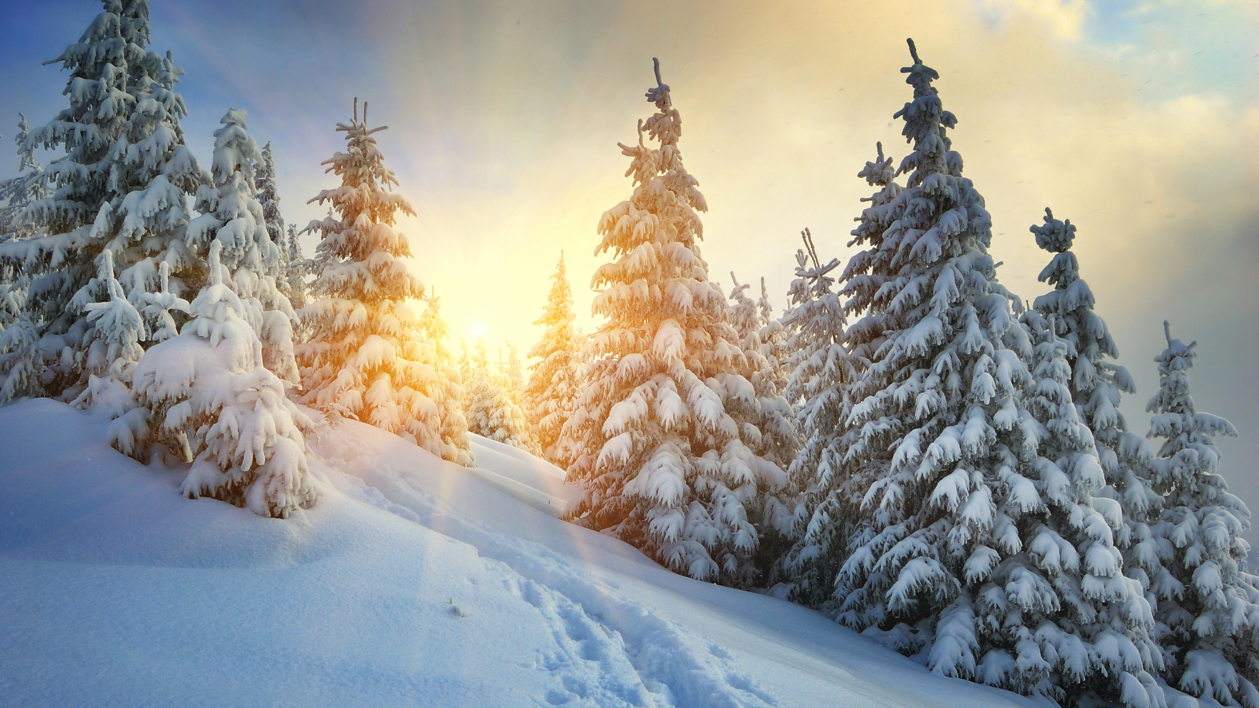 Обои зима, снег, дерево, замораживание, мороз в разрешении 2560x1440