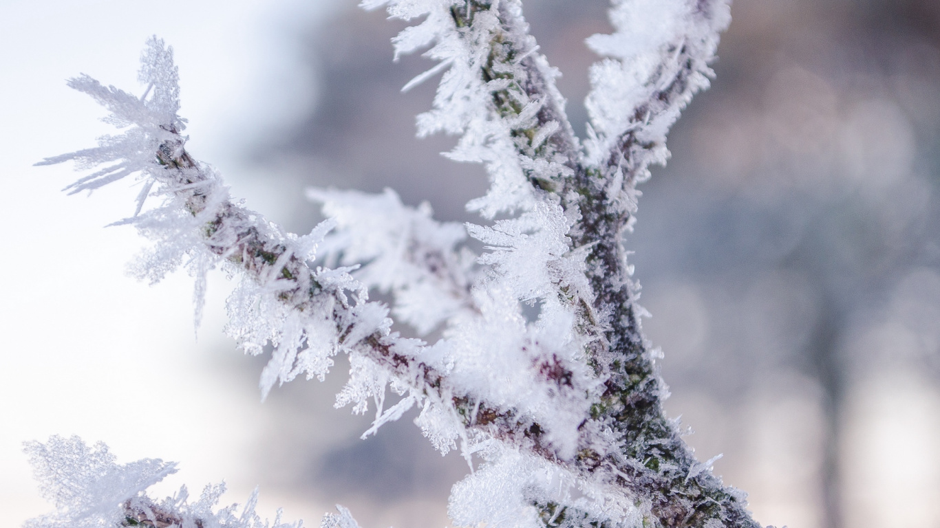 Обои снег, зима, мороз, ветвь, замораживание в разрешении 1366x768