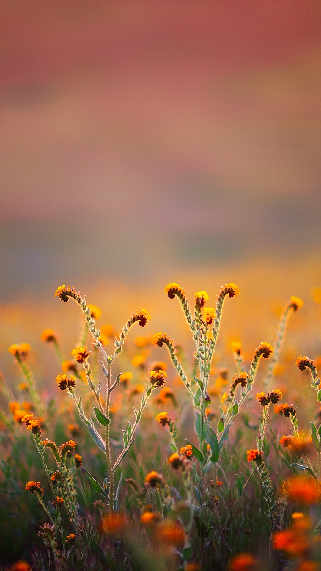 Обои 68 34 коран, аль-калам, имя, церковь в парке, праведность в разрешении 1080x1920