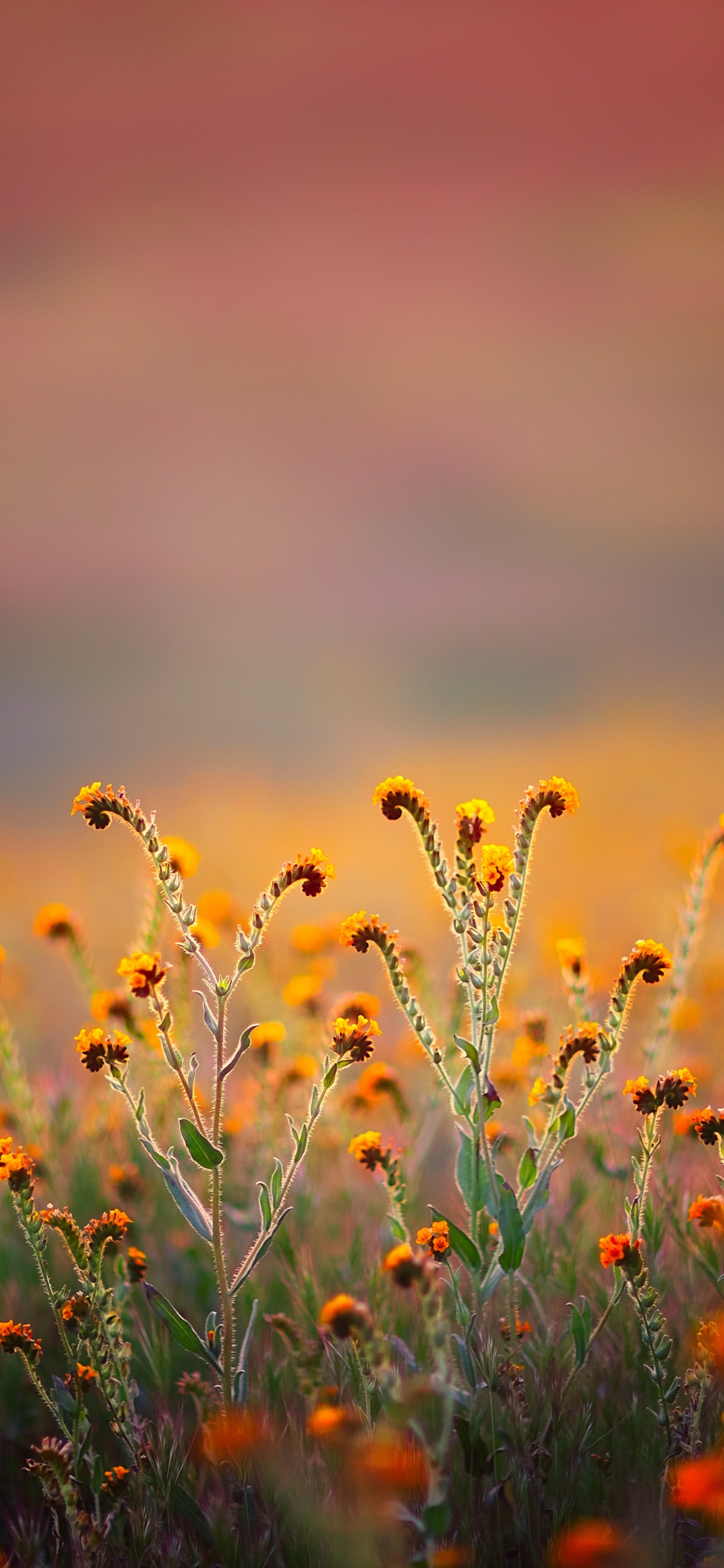 Обои 68 34 коран, аль-калам, имя, церковь в парке, праведность в разрешении 1242x2688