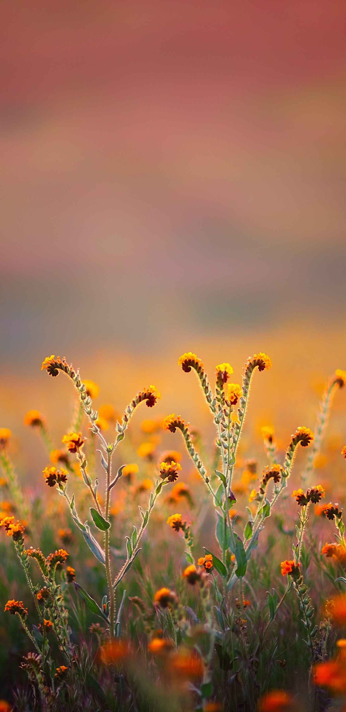 Обои 68 34 коран, аль-калам, имя, церковь в парке, праведность в разрешении 1440x2960