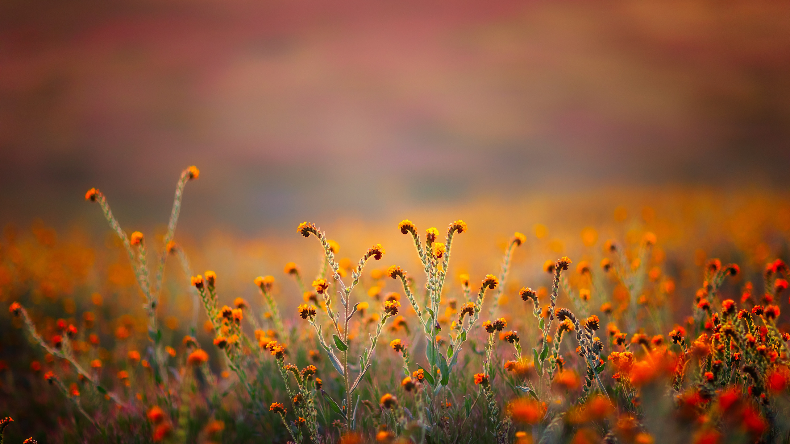 Обои 68 34 коран, аль-калам, имя, церковь в парке, праведность в разрешении 2560x1440