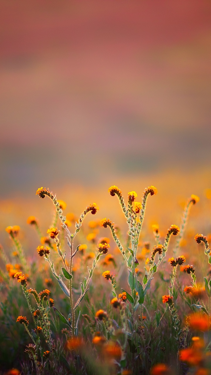 Обои 68 34 коран, аль-калам, имя, церковь в парке, праведность в разрешении 720x1280