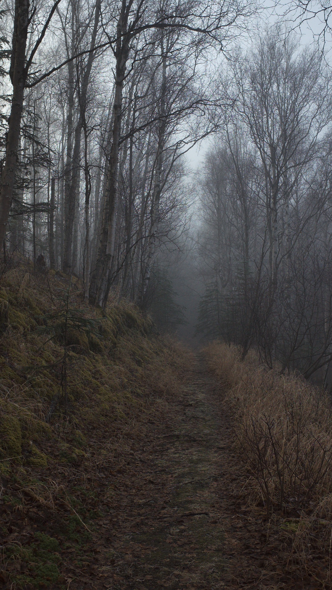 Обои дерево, лес, лесистая местность, природа, окружающая среда в разрешении 1080x1920