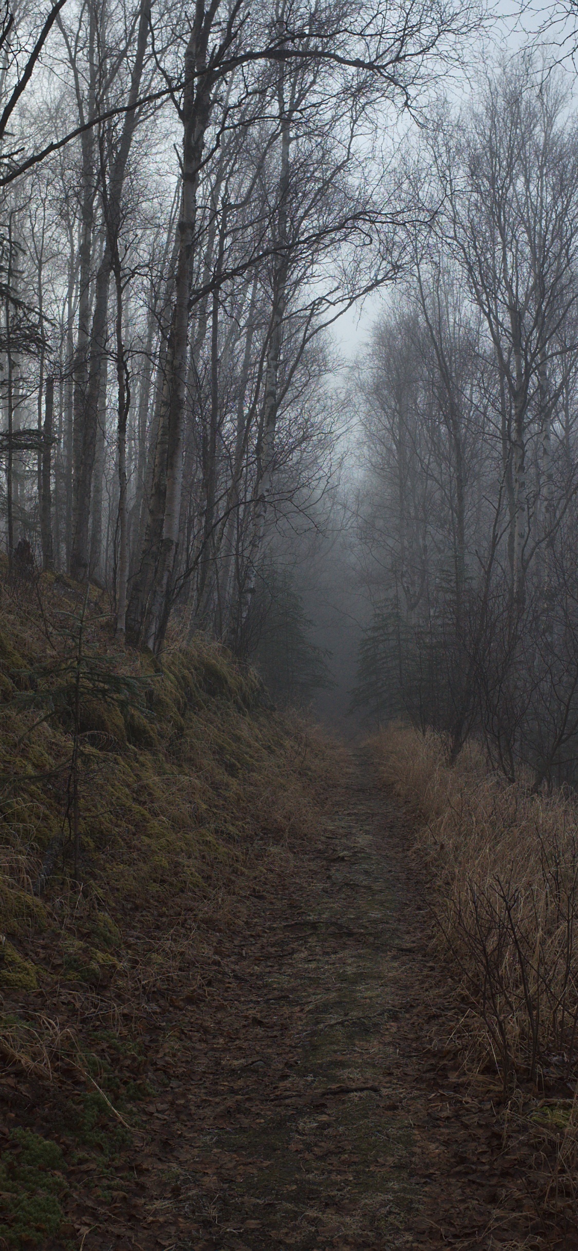 Обои дерево, лес, лесистая местность, природа, окружающая среда в разрешении 1125x2436