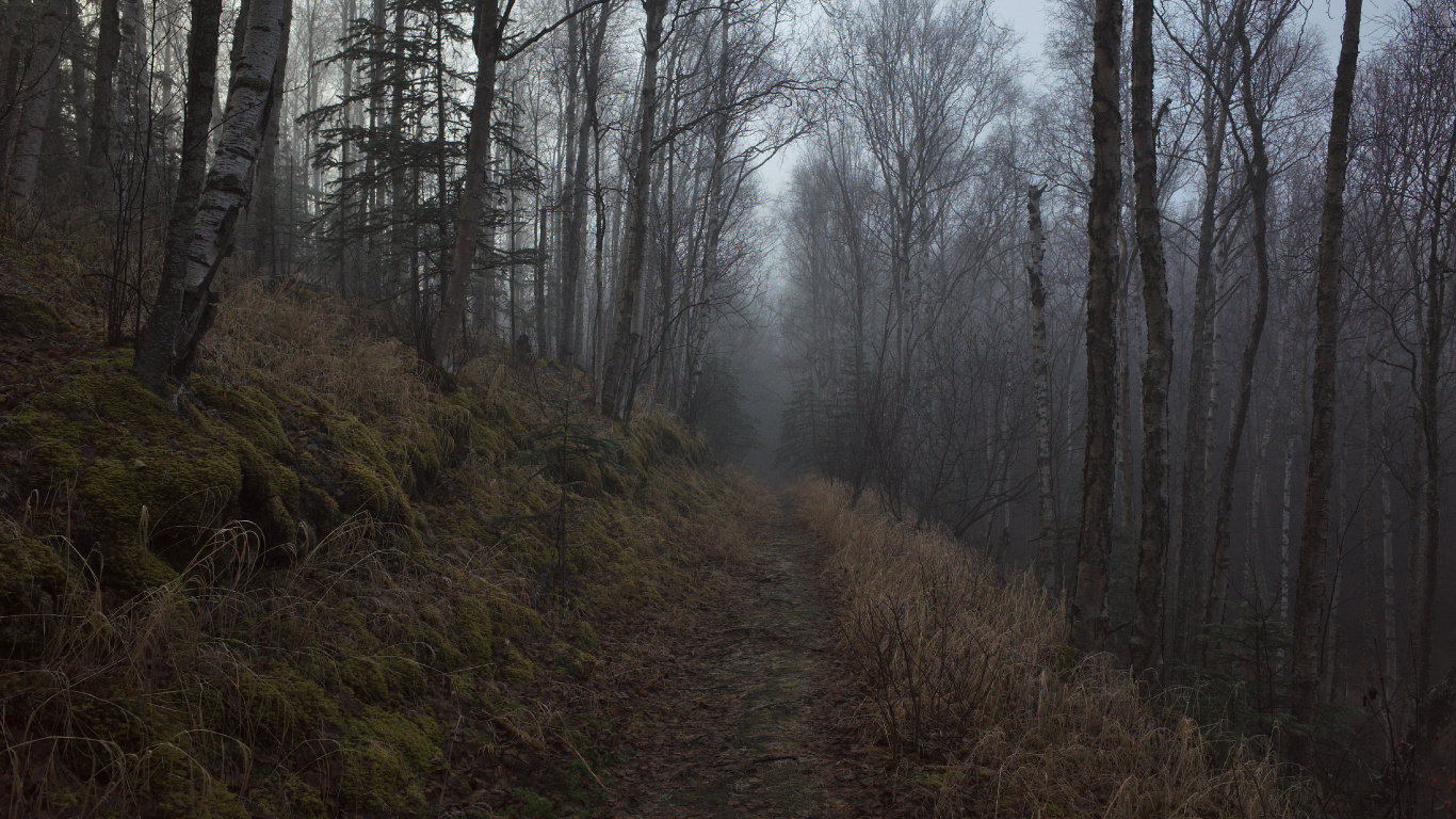 Обои дерево, лес, лесистая местность, природа, окружающая среда в разрешении 1366x768