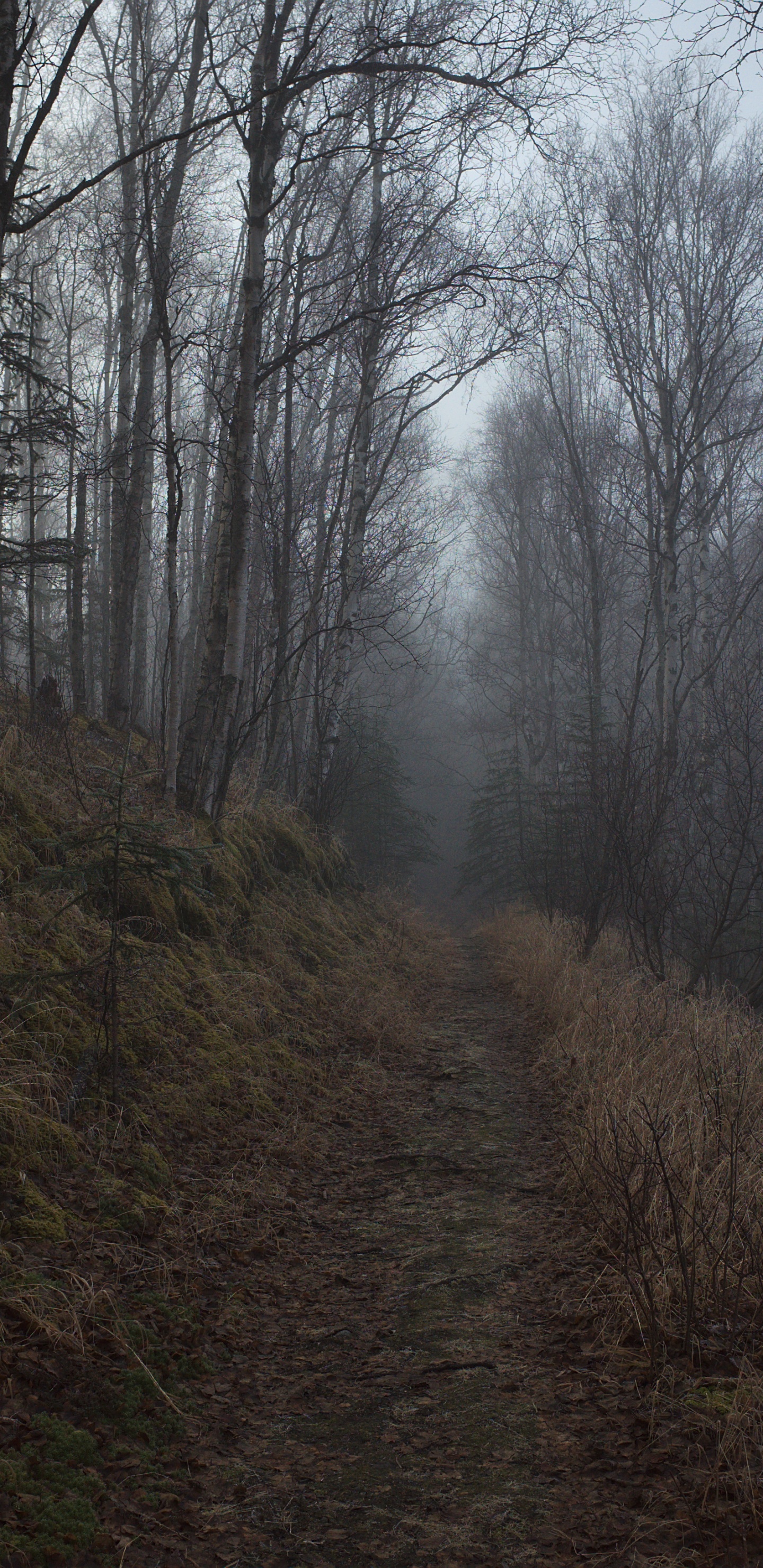 Обои дерево, лес, лесистая местность, природа, окружающая среда в разрешении 1440x2960