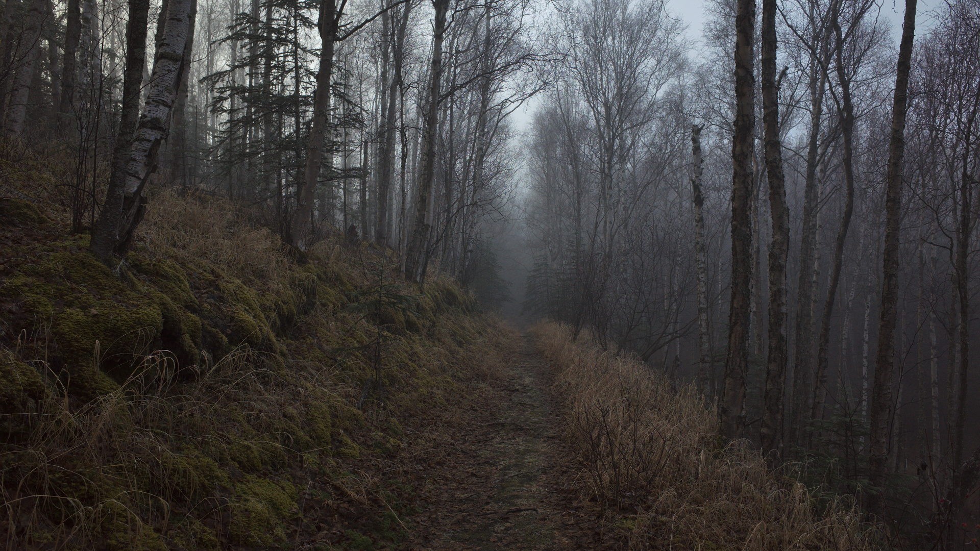 Обои дерево, лес, лесистая местность, природа, окружающая среда в разрешении 1920x1080