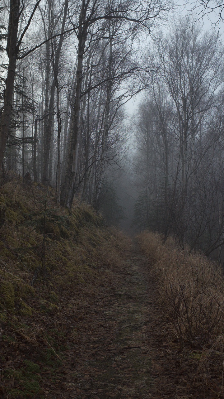 Обои дерево, лес, лесистая местность, природа, окружающая среда в разрешении 720x1280