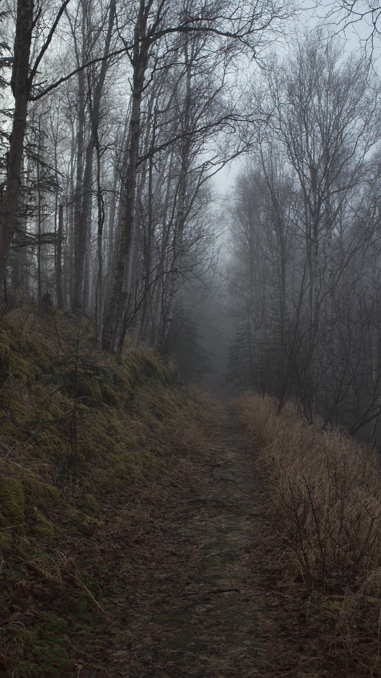 Обои дерево, лес, лесистая местность, природа, окружающая среда в разрешении 750x1334