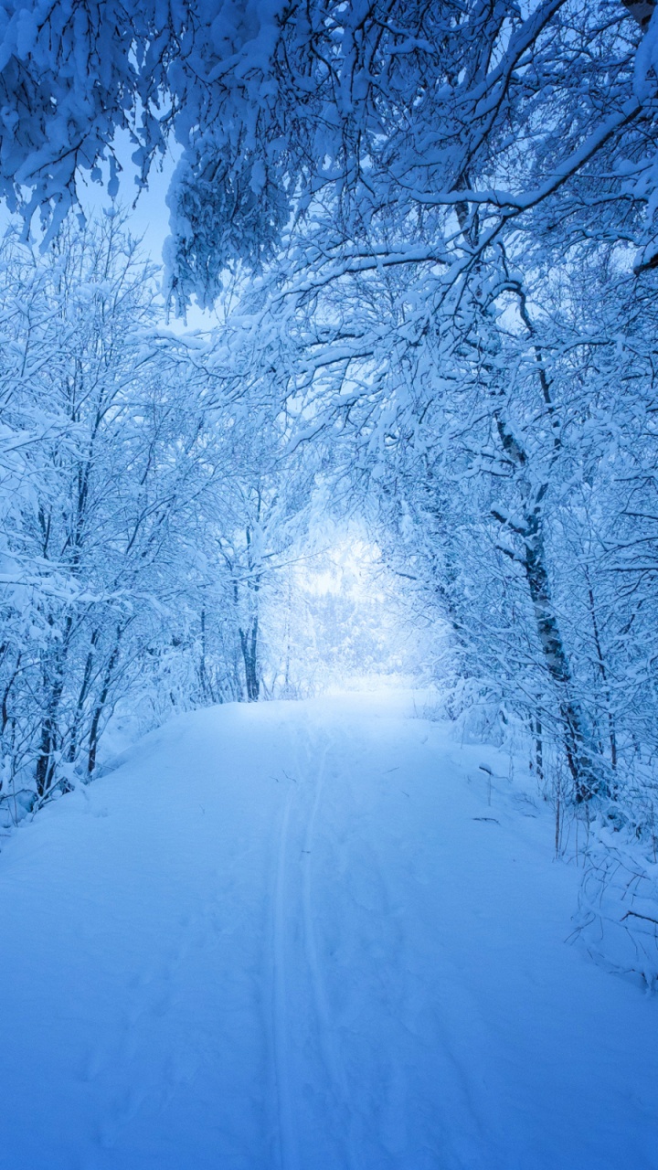 Обои зима, снег, синий, дерево, природа в разрешении 720x1280