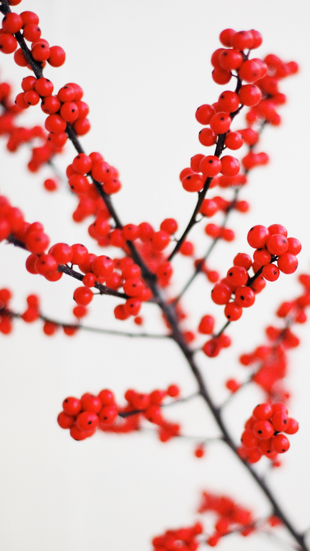 Обои iOS 14, ios, яблоко, растение, цветок в разрешении 1080x1920