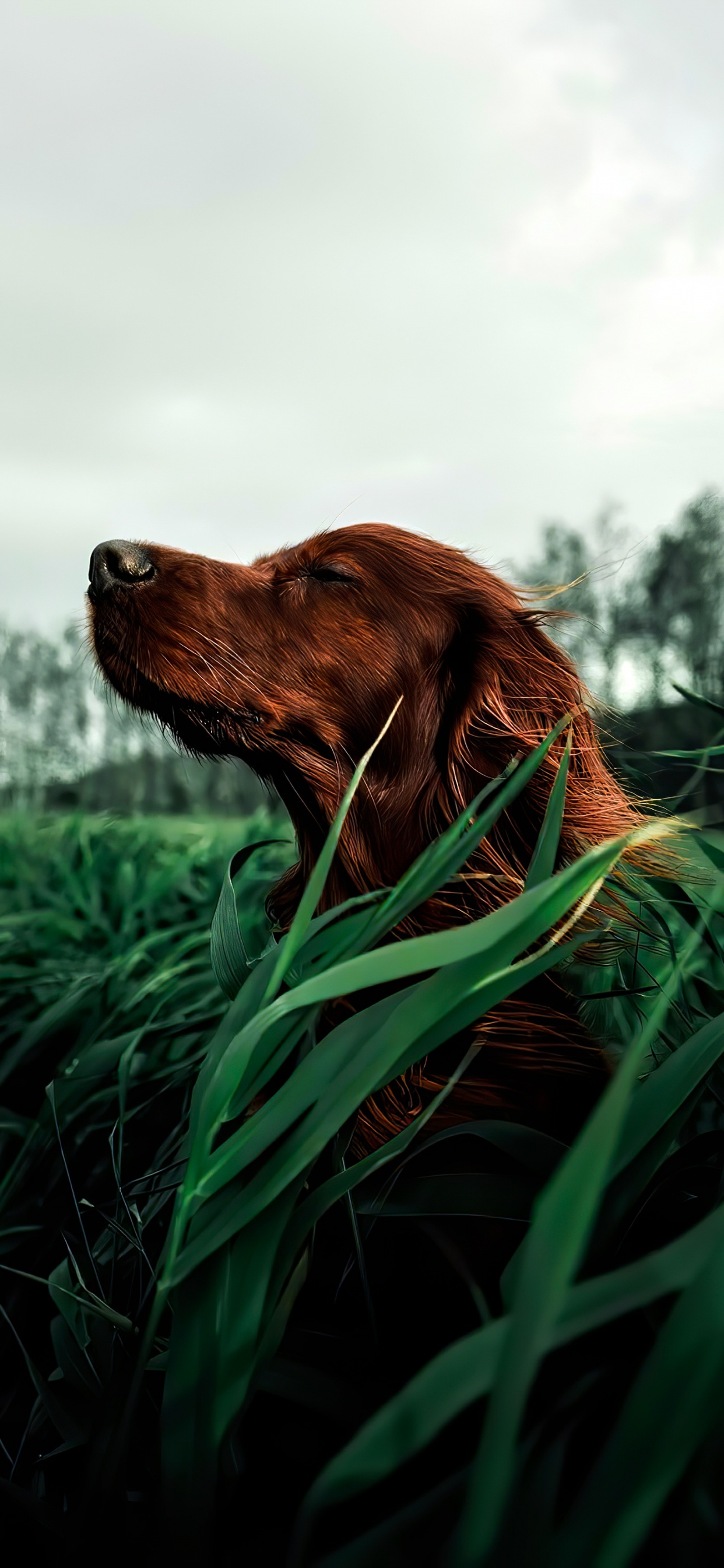 Обои новошотландский ретривер, ирландский сеттер, охотничья собака, сеттер, Сторожевая собака в разрешении 1242x2688