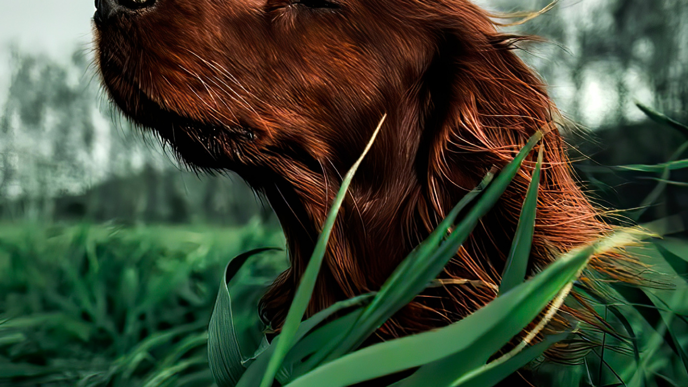 Обои новошотландский ретривер, ирландский сеттер, охотничья собака, сеттер, Сторожевая собака в разрешении 1366x768