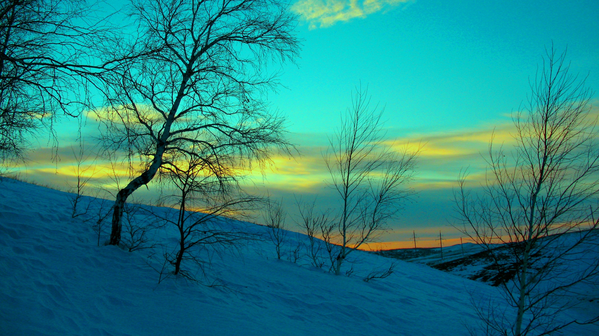 Обои снег, зима, природа, дерево, ветвь в разрешении 1920x1080