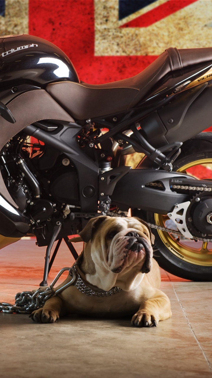 Обои Мотоциклы Triumph, мотоцикл, спортивный мотоцикл, triumph speed triple, авто в разрешении 720x1280