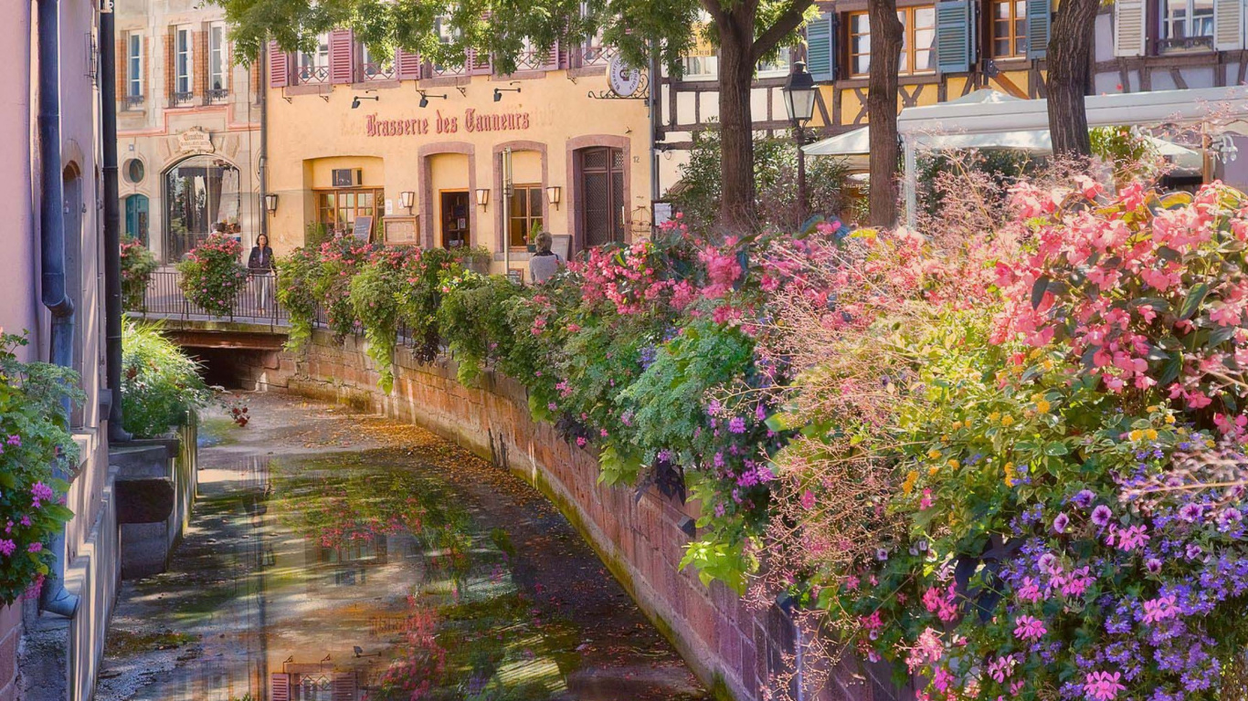 Обои Кольмар, цветок, сад, весна, растение в разрешении 1366x768