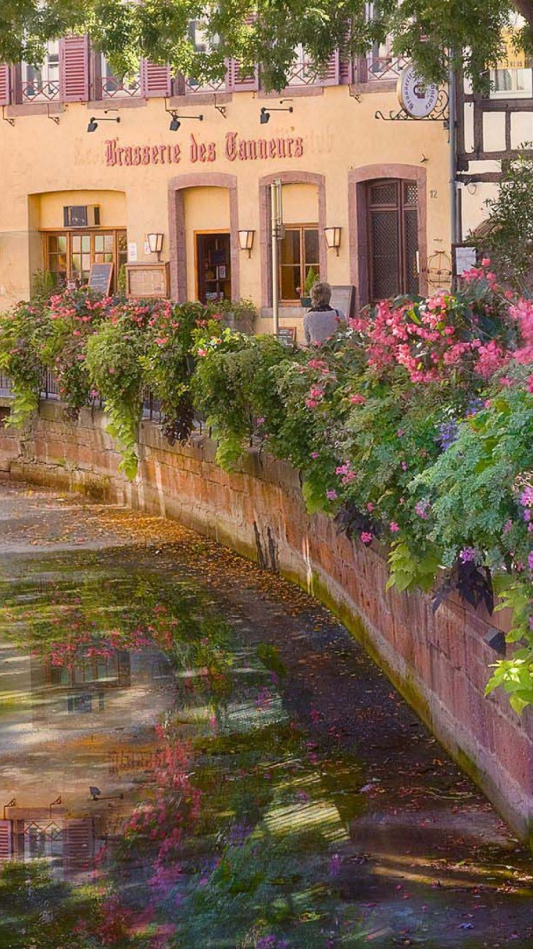 Обои Кольмар, цветок, сад, весна, растение в разрешении 750x1334