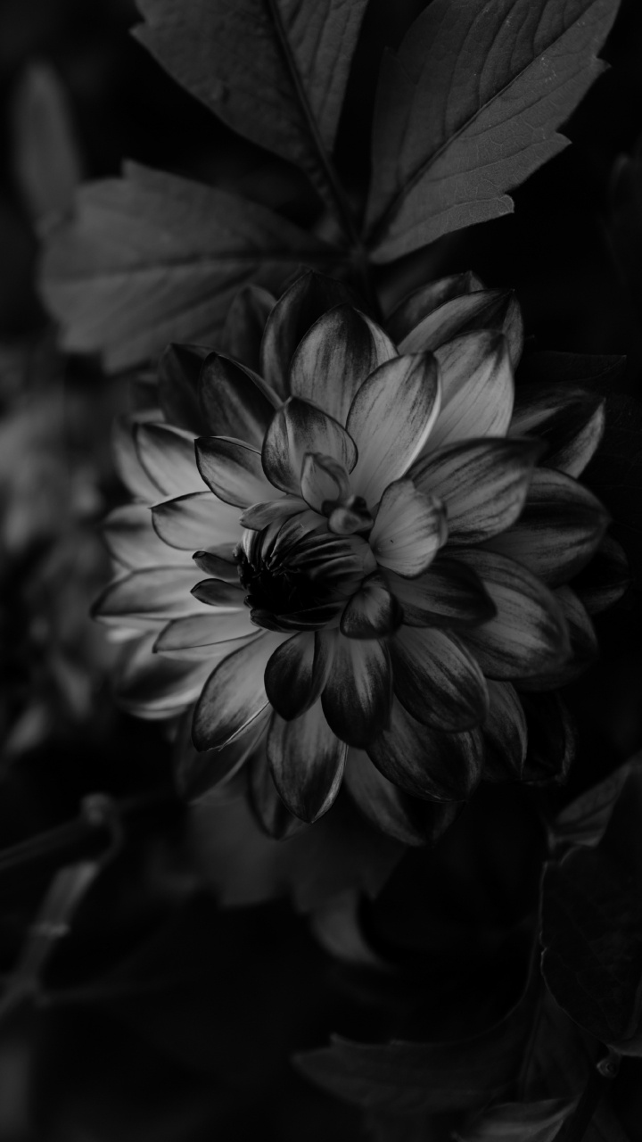 Обои георгин, цветок, бутон, черный, белые в разрешении 720x1280