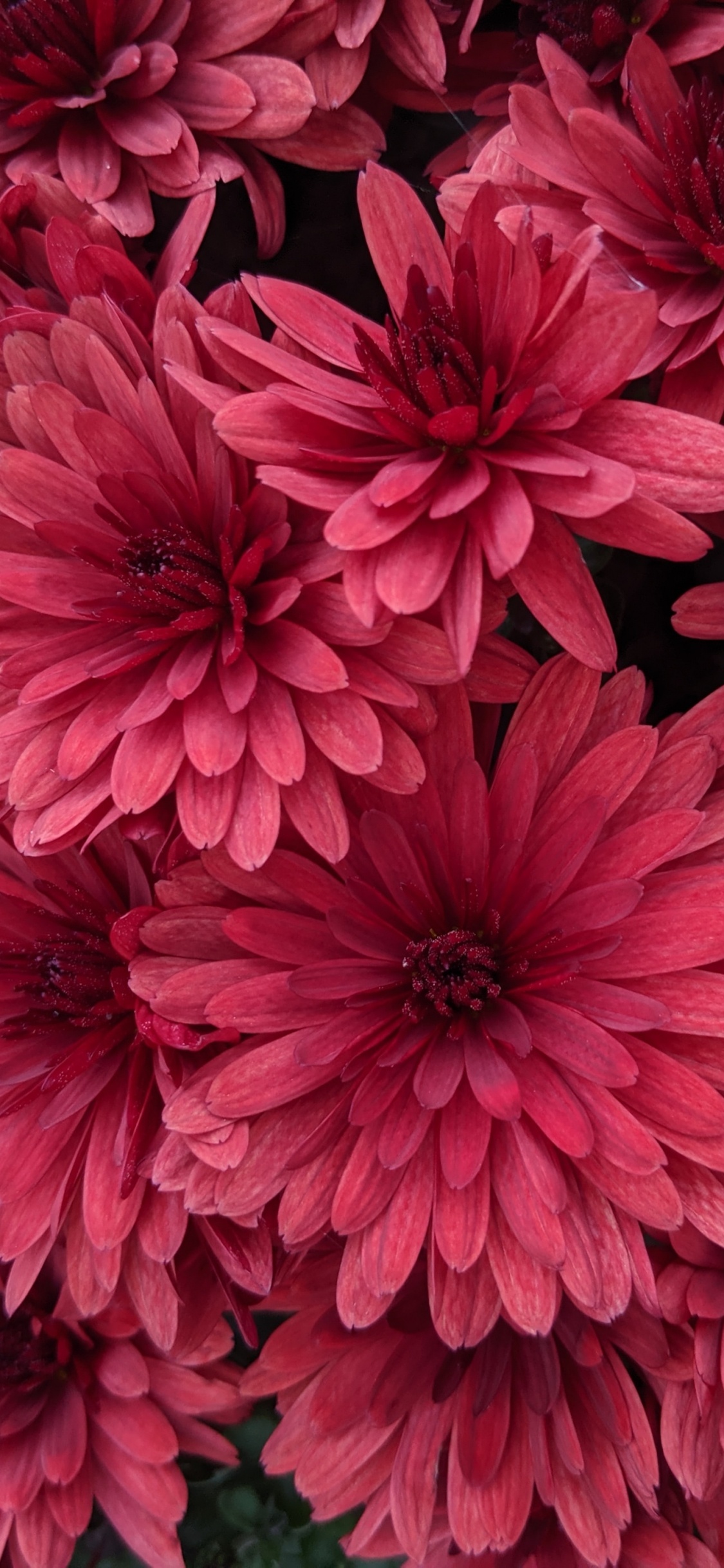 Обои Вселенная, сад космос, цветочный дизайн, красный цвет, Хризантема в разрешении 1125x2436