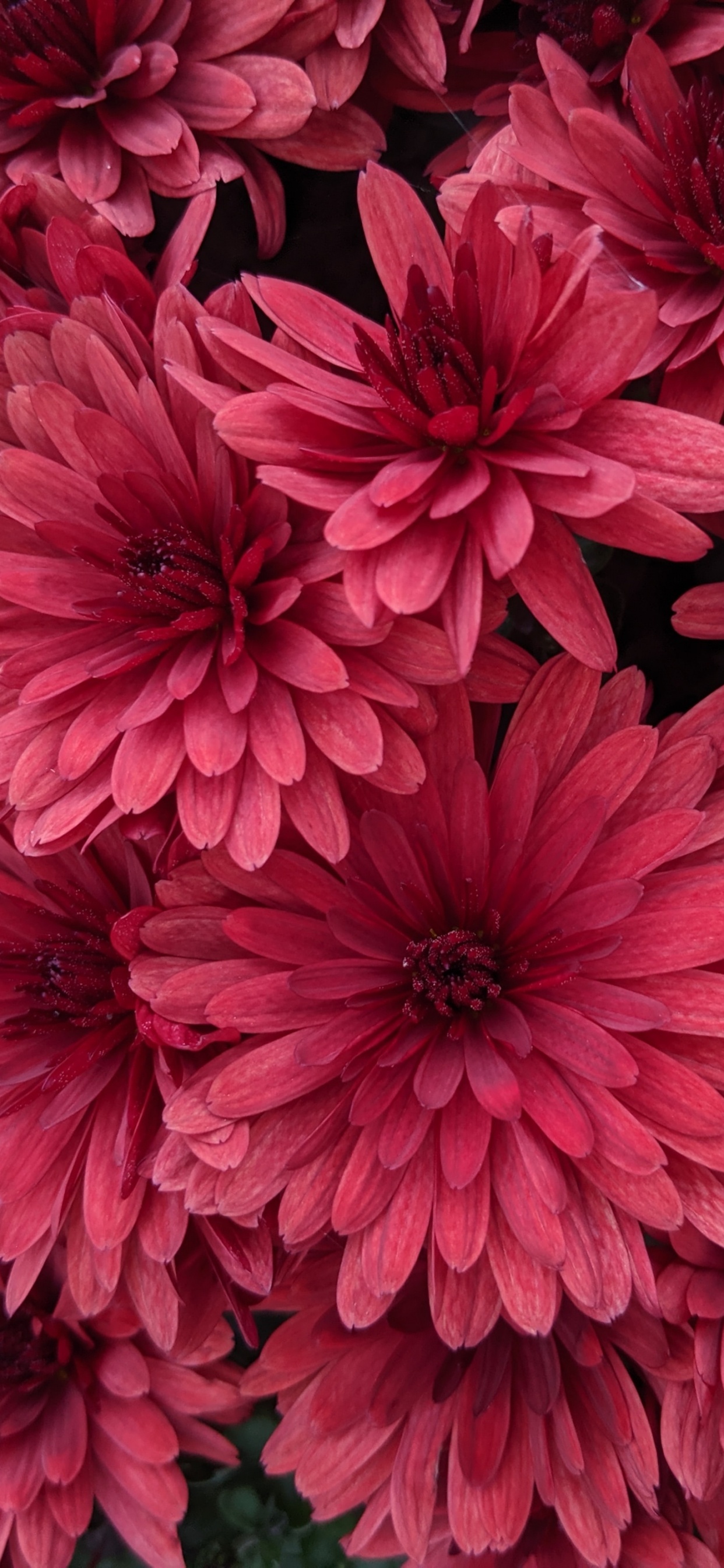 Обои Вселенная, сад космос, цветочный дизайн, красный цвет, Хризантема в разрешении 1242x2688