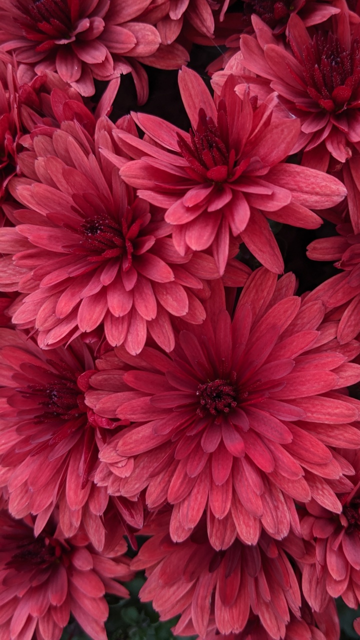 Обои Вселенная, сад космос, цветочный дизайн, красный цвет, Хризантема в разрешении 720x1280