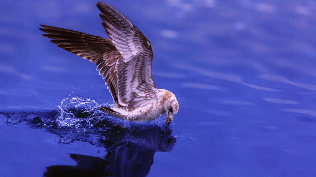 Обои вода, птица, крыло, клюв, морская птица в разрешении 1280x720